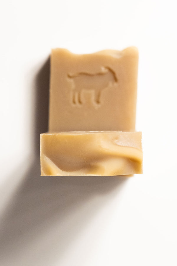 MOUNTAIN GOAT | Forest & Pine