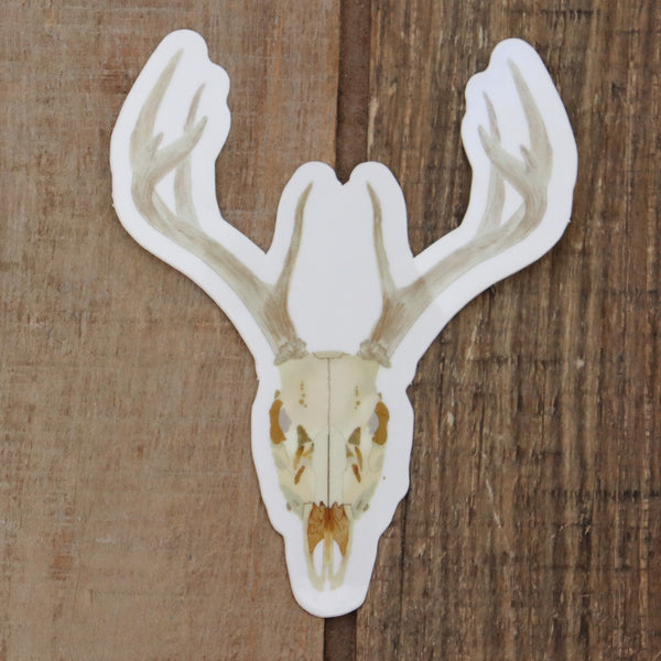 Deer Skull