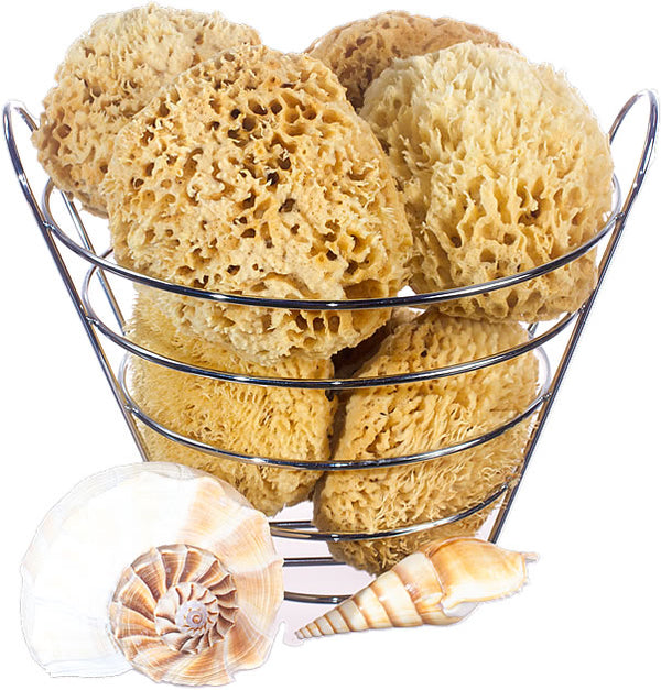 Key West & Bahamian Wool Bath Sea Sponge